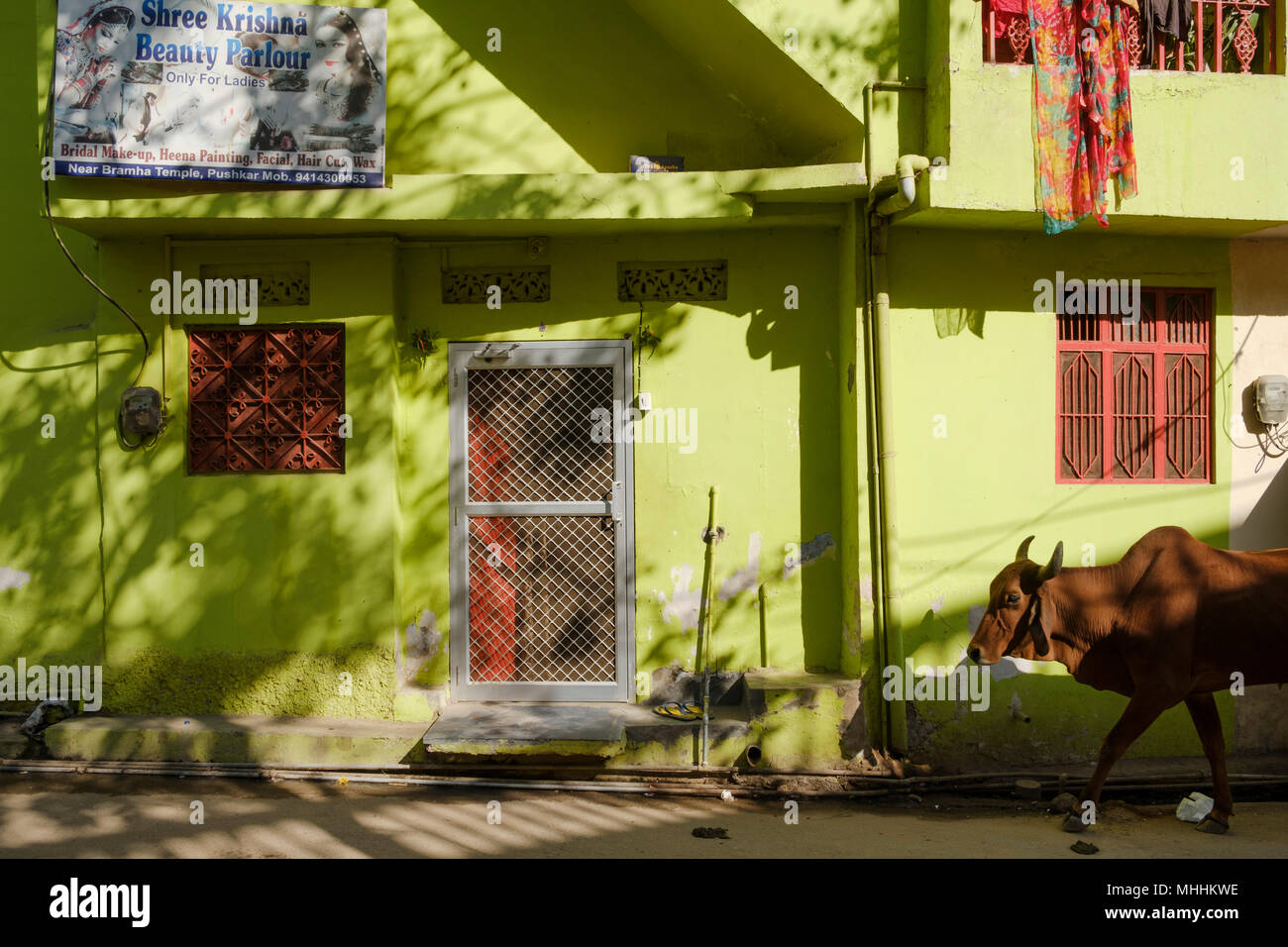 Paseando vaca edificio pintado de verde. Pushkar, Rajastán. La India Foto de stock