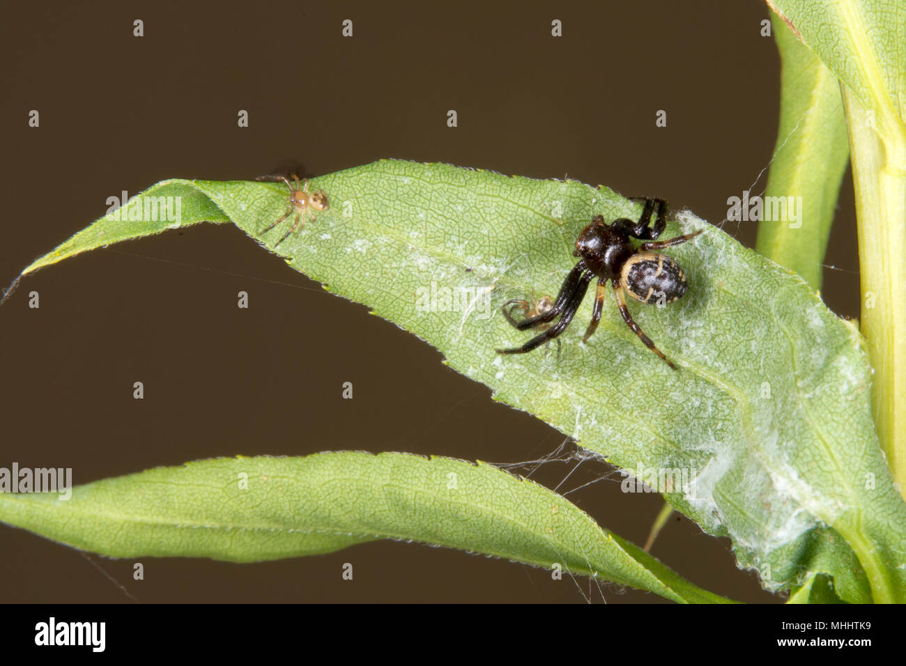 Araña padre e hijo de la familia en una hoja Fotografía de stock - Alamy