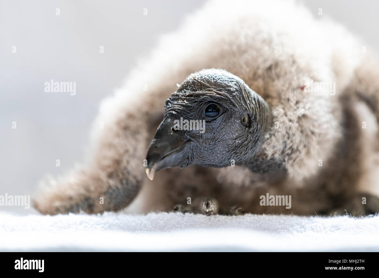 Bebe Condor Andino Nacidas En Cautiverio En El Centro Internacional De Aves Rapaces Newent Gloucestershire Fotografia De Stock Alamy