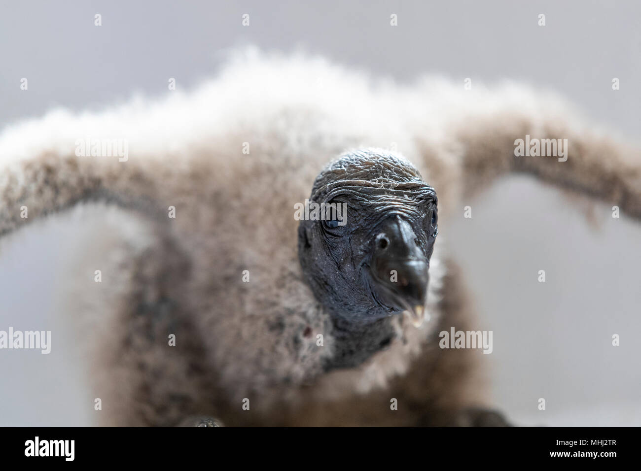 Bebe Condor Andino Nacidas En Cautiverio En El Centro Internacional De Aves Rapaces Newent Gloucestershire Fotografia De Stock Alamy
