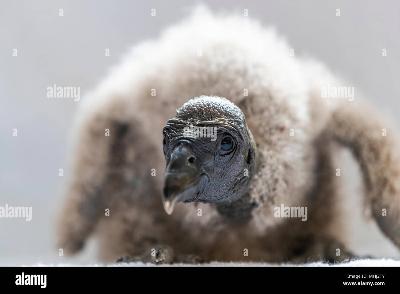 Bebe Condor Andino Nacidas En Cautiverio En El Centro Internacional De Aves Rapaces Newent Gloucestershire Fotografia De Stock Alamy
