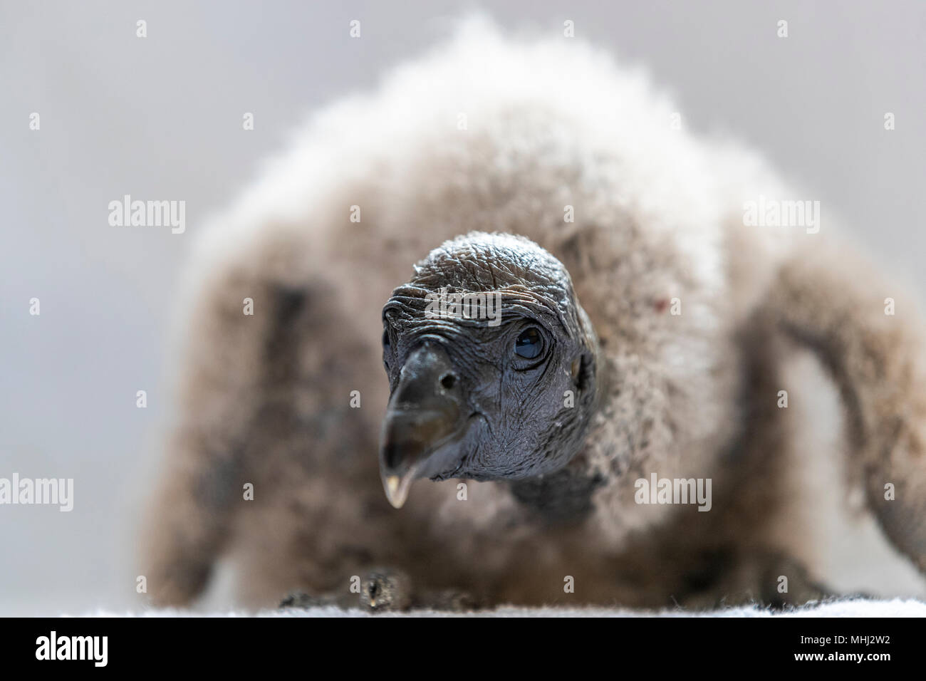Bebe Condor Andino Nacidas En Cautiverio En El Centro Internacional De Aves Rapaces Newent Gloucestershire Fotografia De Stock Alamy