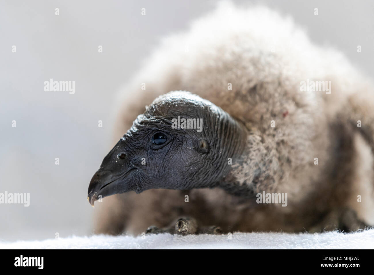 Bebe Condor Andino Nacidas En Cautiverio En El Centro Internacional De Aves Rapaces Newent Gloucestershire Fotografia De Stock Alamy