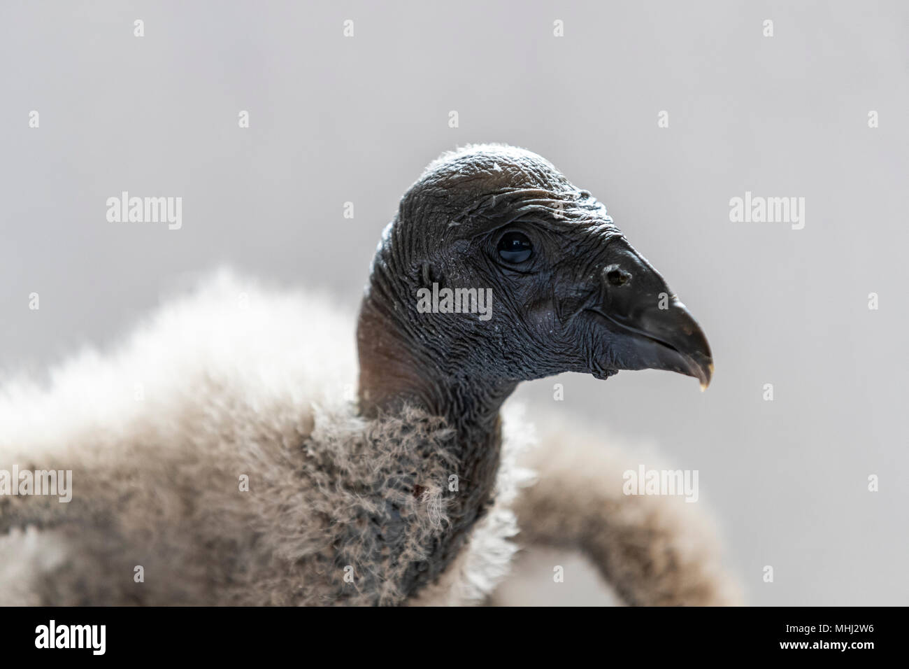 Bebe Condor Andino Nacidas En Cautiverio En El Centro Internacional De Aves Rapaces Newent Gloucestershire Fotografia De Stock Alamy