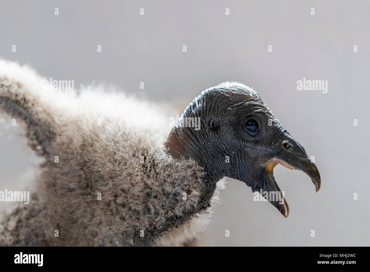 Bebé cóndor andino nacidas en cautiverio en el Centro Internacional de Aves  Rapaces, Newent Gloucestershire Fotografía de stock - Alamy
