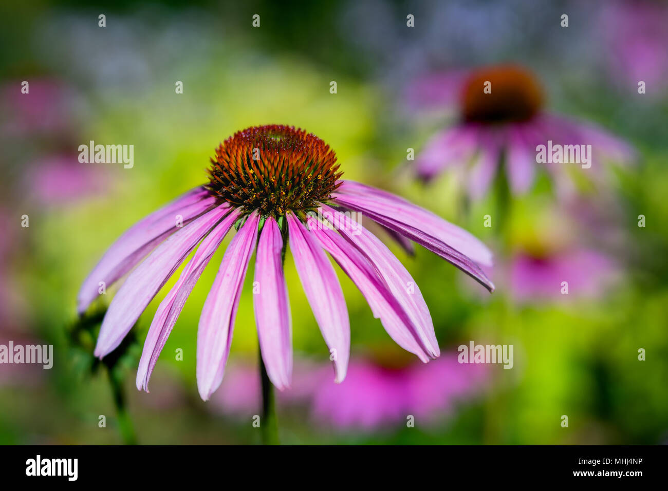 Cerca de una flor en el jardín echinecea fotografiados con un lente de especialidad para obtener la profundidad de campo y cremoso de fondo. Foto de stock