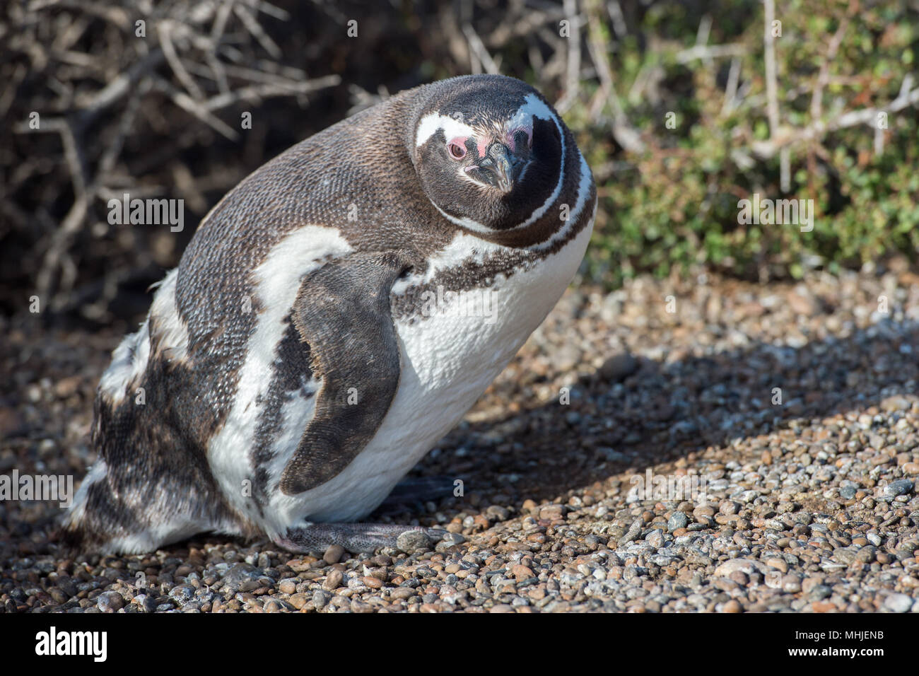 Patagonia retrato cerca de pingüinos en la playa mirando a ti Foto de stock