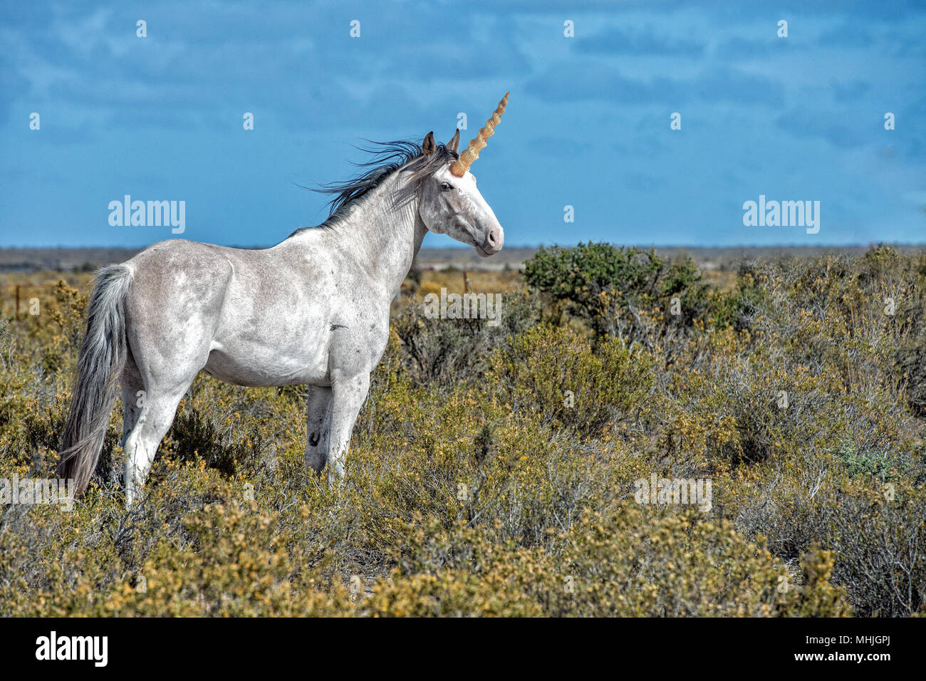 Unicornio real fotografías e imágenes de alta resolución - Alamy