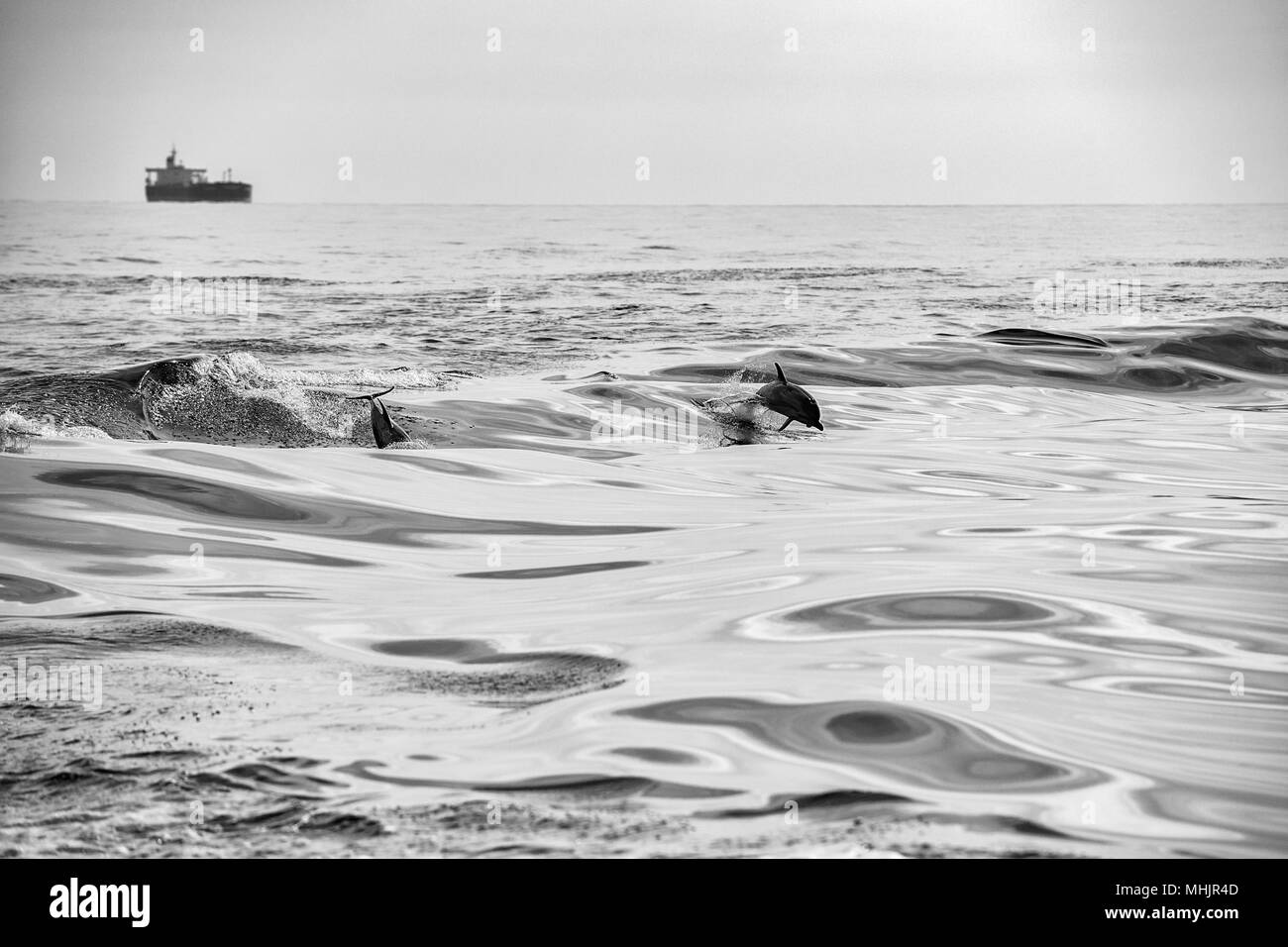 Delfín saltando fuera del mar en blanco y negro Foto de stock
