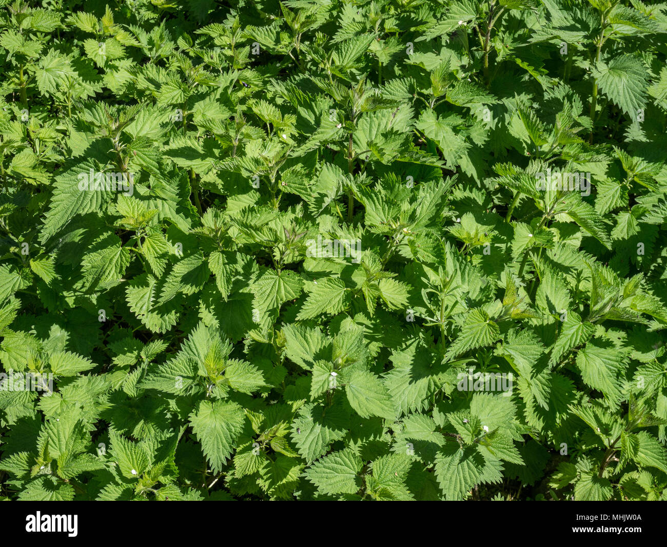 Llenado del bastidor imagen del follaje verde fresco de un parche de picazón ortiga Urtica dioica Foto de stock