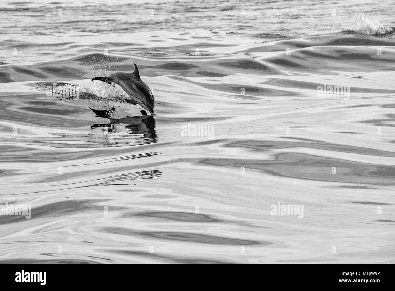 Delfín saltando fuera del mar en blanco y negro Foto de stock