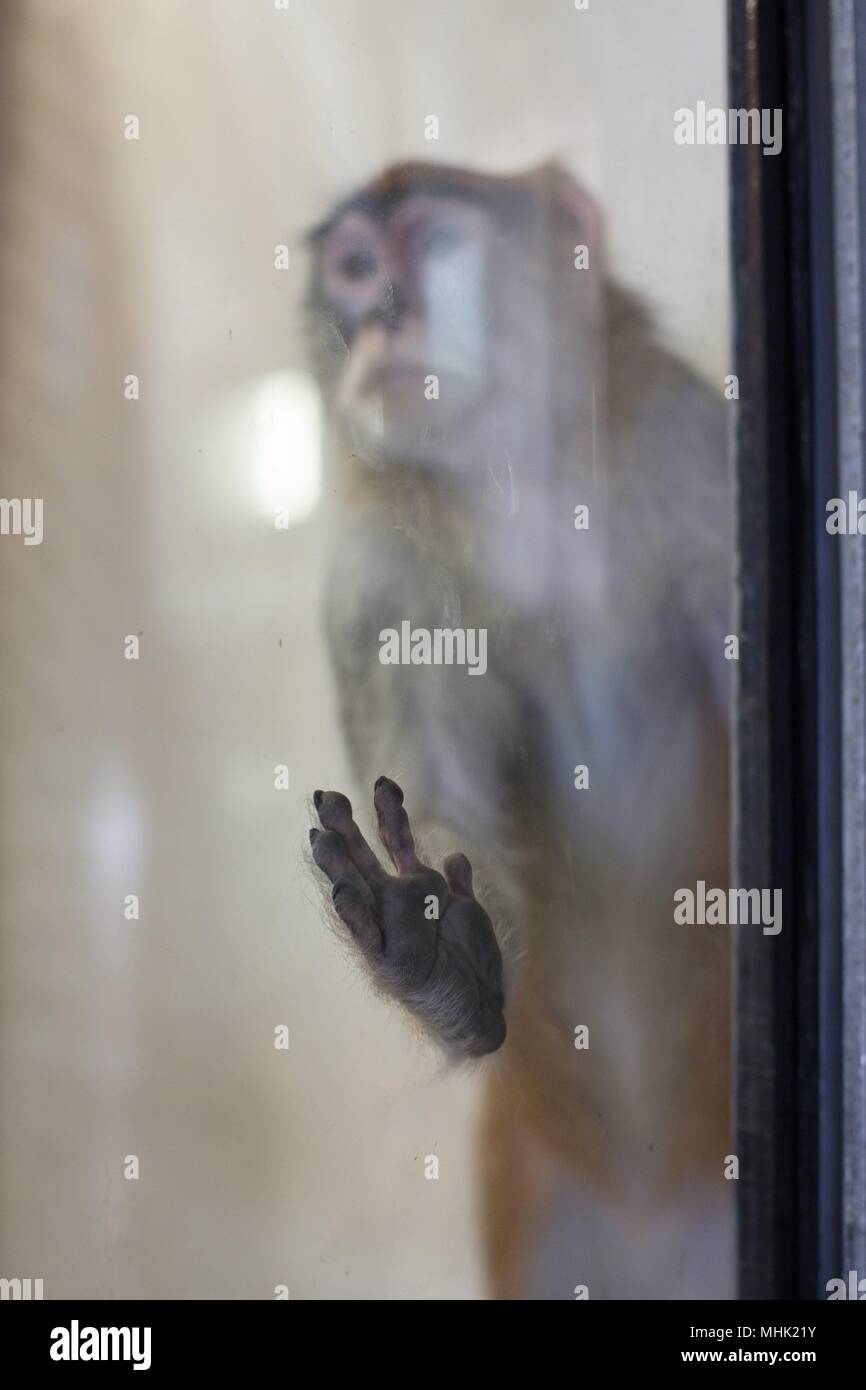Una triste busca mono en un zoo con la mano sobre el cristal de la carcasa. Foto de stock