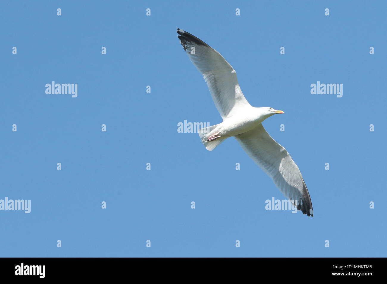 Una gaviota vuela por encima de Brighton contra el cielo azul Foto de stock