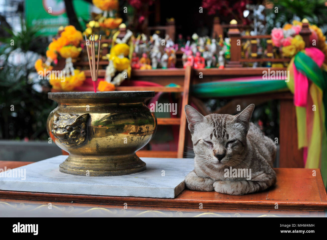 Iconografía budista con gato gris Pattaya Tailandia Foto de stock