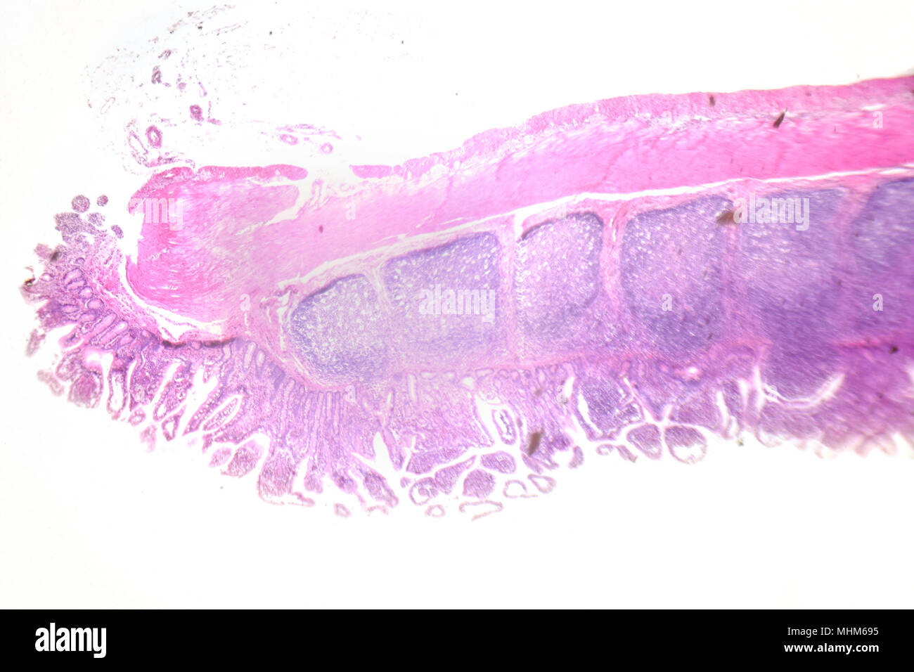 Fotografía de microscopía. Gran intestinales. Sección transversal. Foto de stock