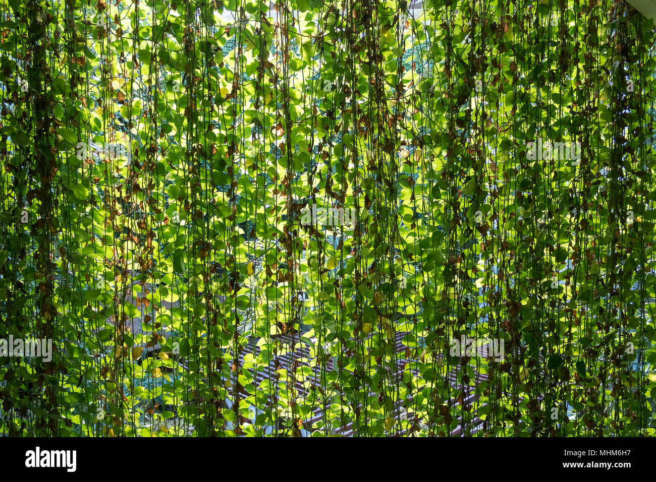 Cortina selva plantas colgantes ofrecen sombra, potus o Devil's ivy colgar  y hacer una selva cortina que ofrece luz verde y amarillo Fotografía de  stock - Alamy