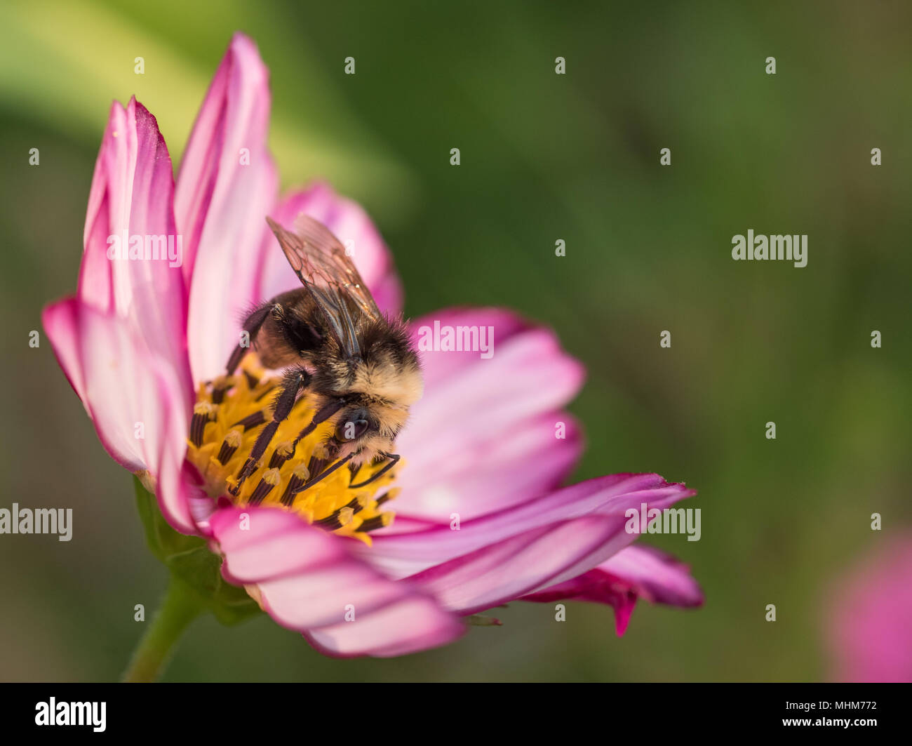 Un trabajador de abejorros (Bombus) polinizando una flor rosa y blanca Cosmos (Cosmos bipinnatus) con un fondo verde suave. Foto de stock