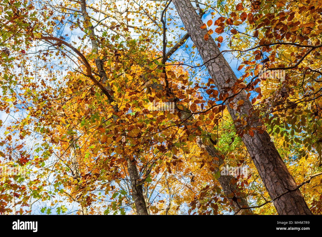 Colores del Otoño en los árboles en Georgia. Foto de stock