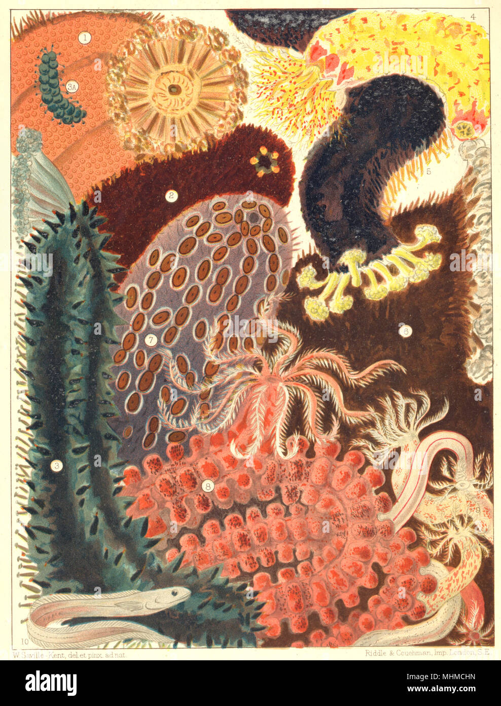 Barrera de Coral.GT bicho de mar;rojo,verde,Negro,Leopardo espinosos peces;Synapta 1900 Foto de stock