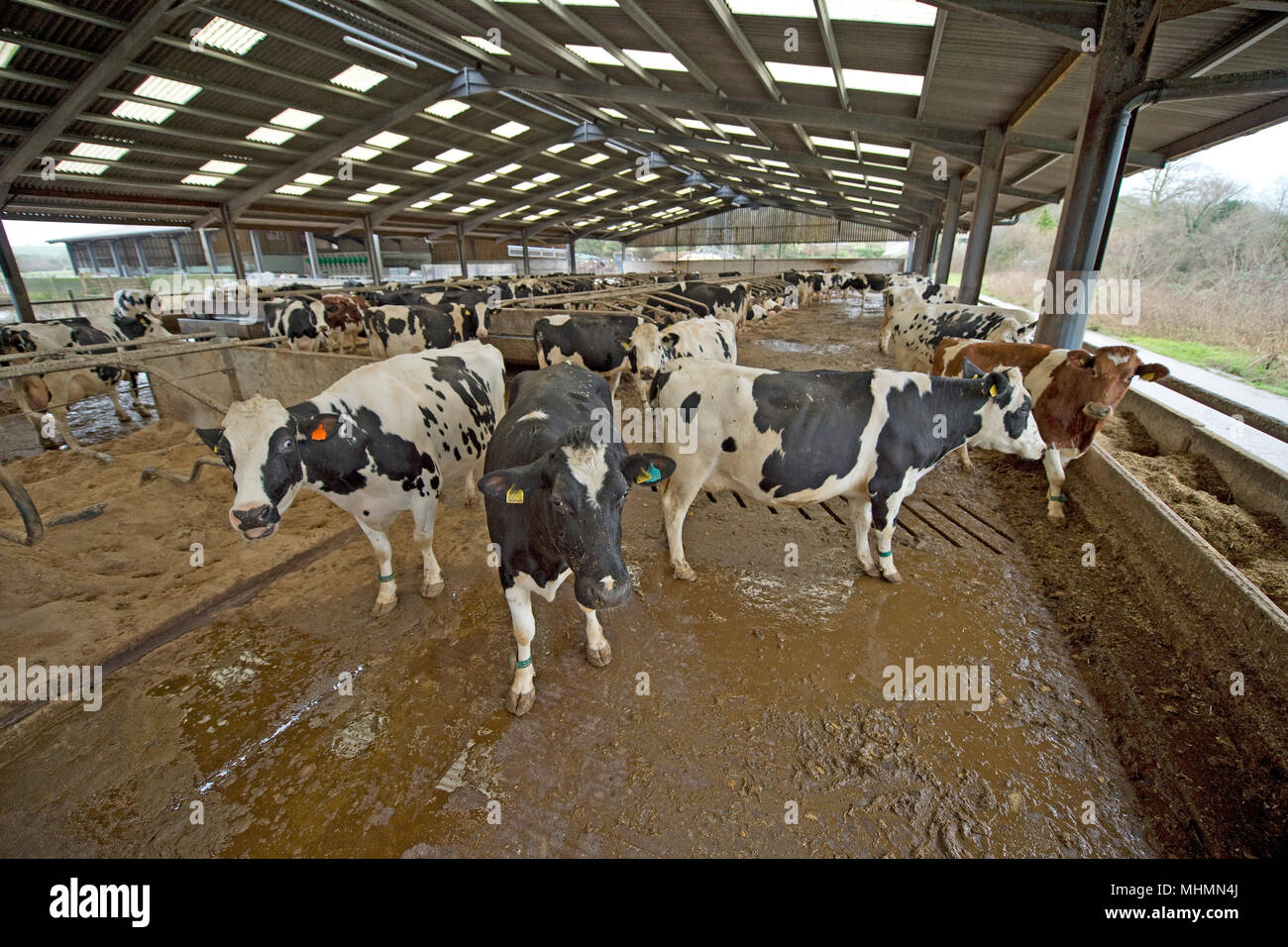 Las vacas lecheras en interiores en una granja Foto de stock