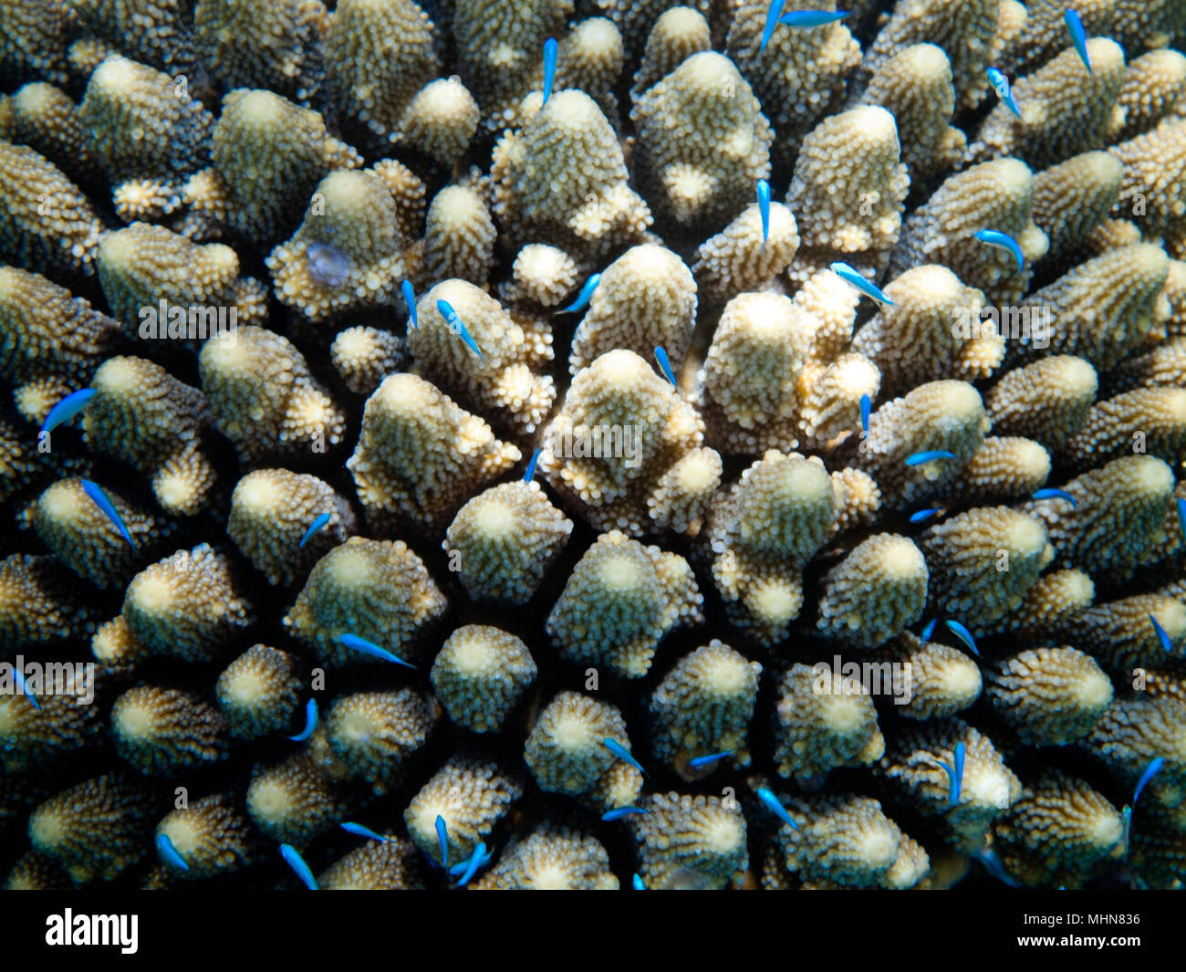 Navini isla de Fiji; el esnórquel en los arrecifes de coral, la damisela azul Foto de stock