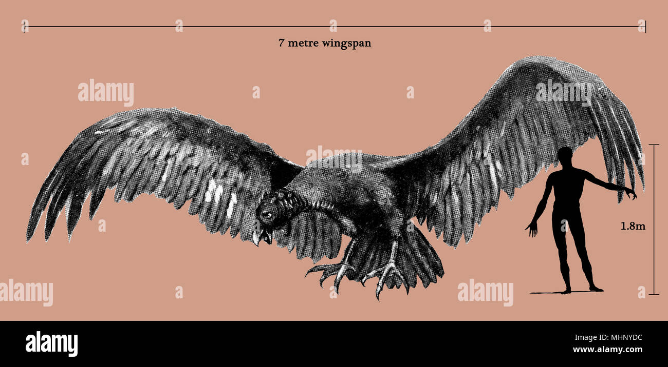 Una aproximación a la forma y tamaño de Argentavis magnificens ("magníficas aves argentinas", o más literalmente "magnífico Silver Bird") frente a una figura humana - entre las mayores aves voladoras nunca a existir. Fecha: Prehistoria Foto de stock