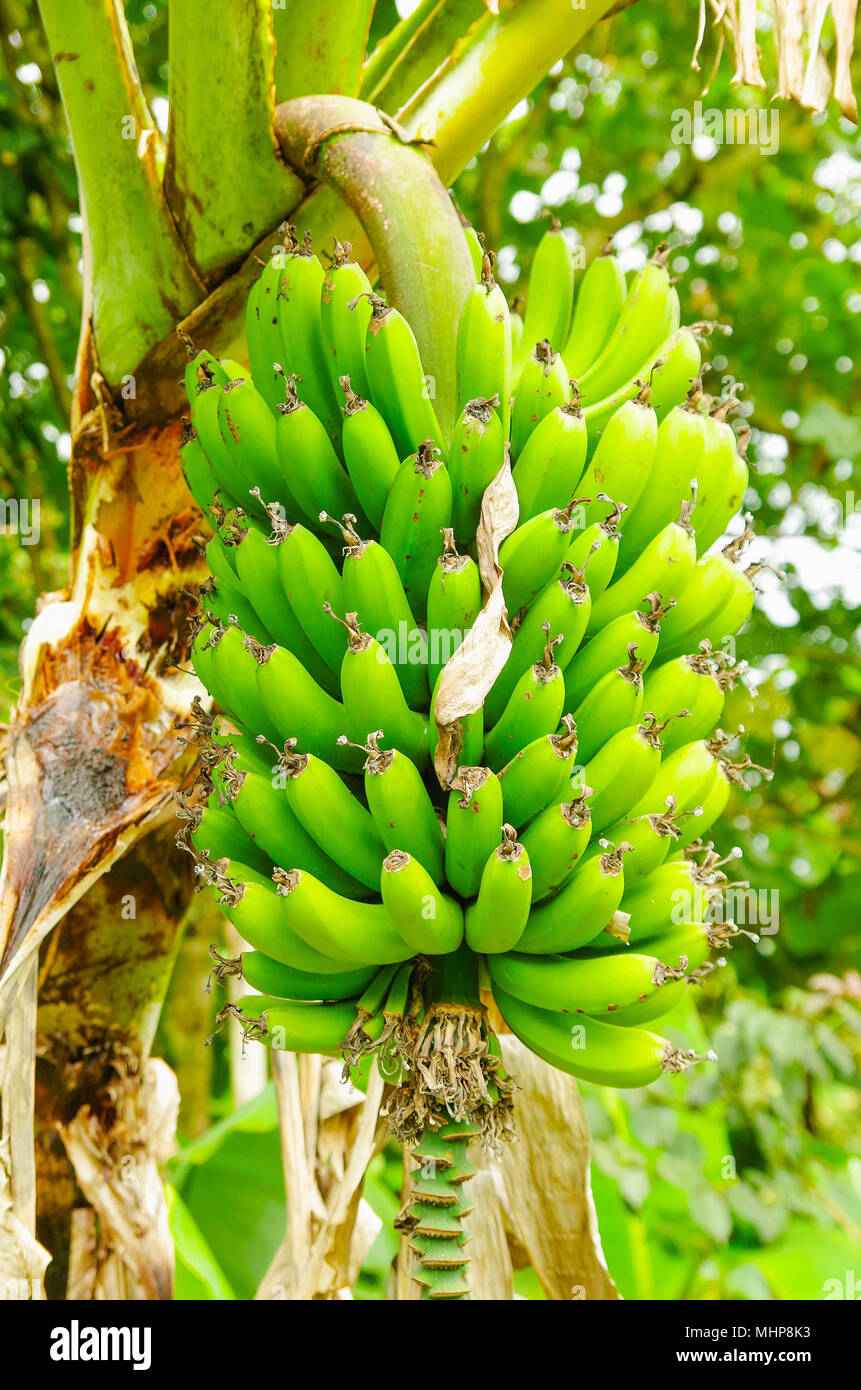 Bunch verde de los pl tanos en el rbol. Banana pl tano es 