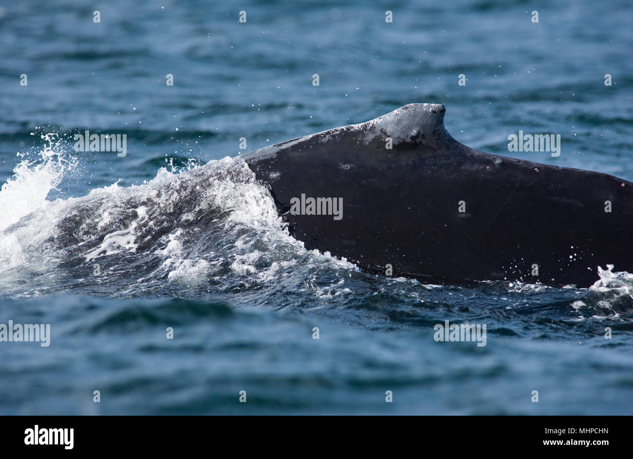 La ballena jorobada (Megaptera novaeangliae) Infracción en British Columbia, Canadá Foto de stock