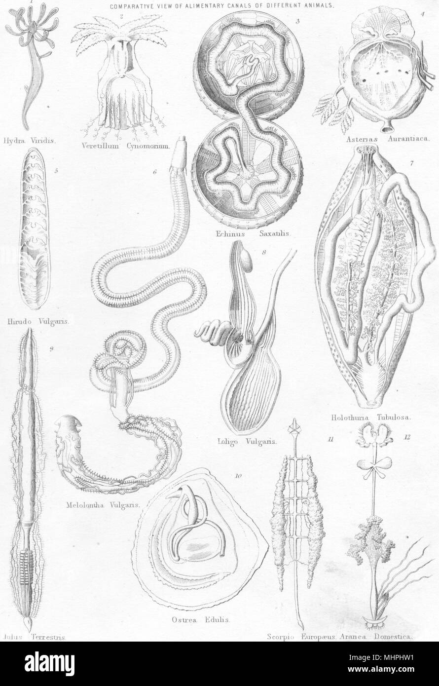 Estómago. Canales alimentarios animales; Hydra Viridis 1880 antigüedades imprimir Foto de stock