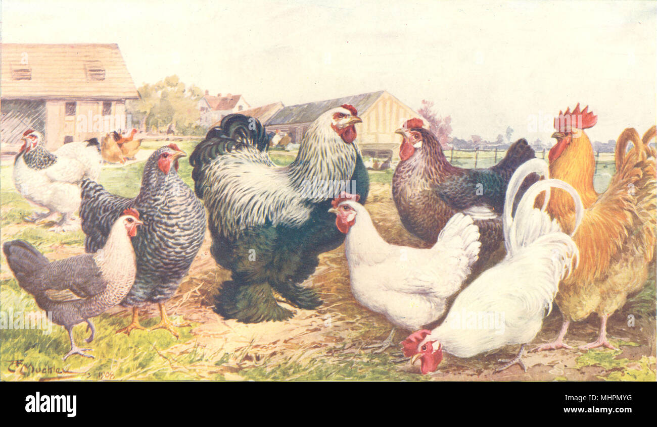 Las razas de aves de corral.Luz,Brahma oscura;Breckel;Bresse;Buff Orpington;granero puerta 1912 Foto de stock