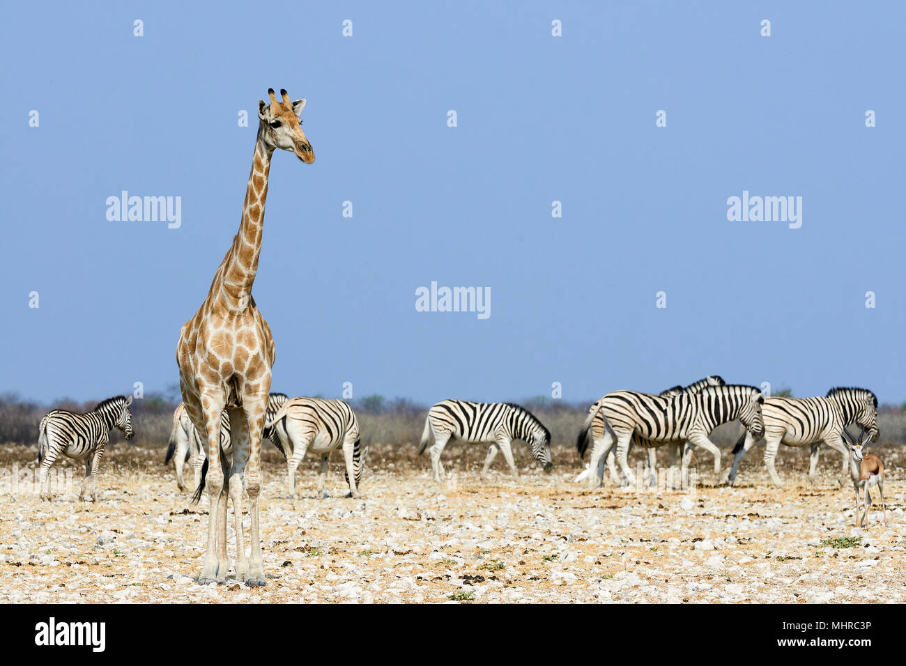 Jirafa y cebra en la sabana seca de Namibia se están aproximando a un abrevadero para beber Foto de stock
