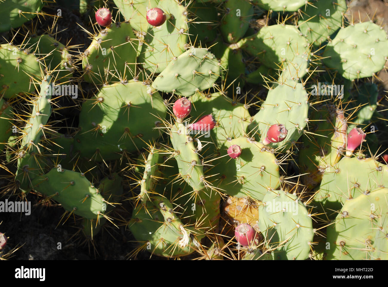 El cactus Opuntia con fruta roja es un género de la familia de cactus, Cactaceae. La mayoría de