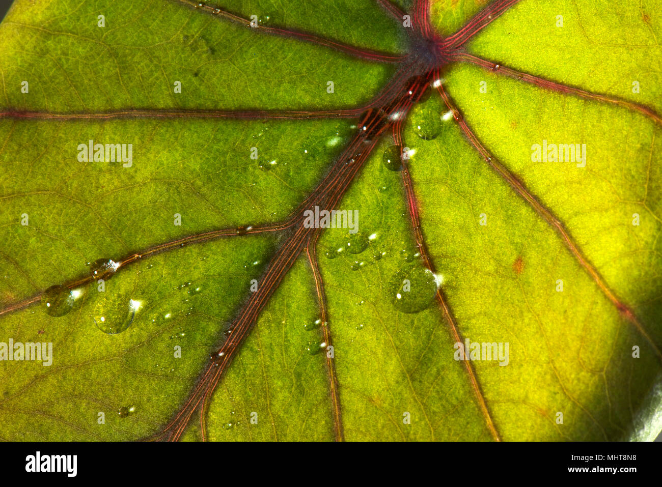 Las gotas de agua sentado y repelidos por la superficie cerosa de una hoja de taro, Colocasia esculenta Foto de stock