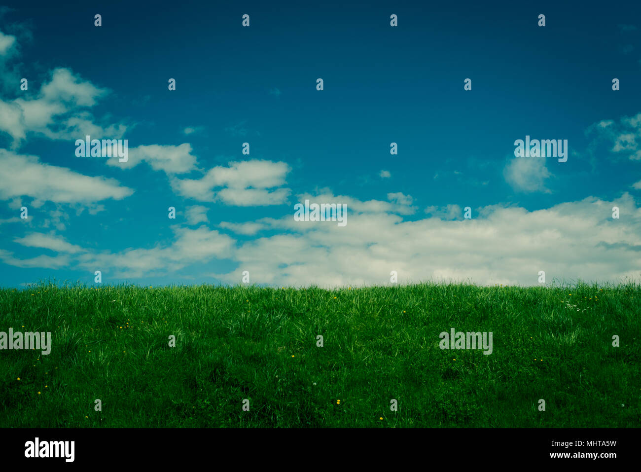 Vivid verde hierba con ligeramente nublado cielo azul noche Foto de stock