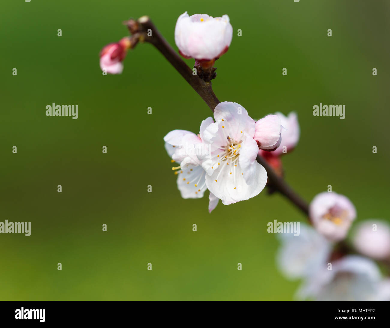 Hermosa flor de cerezo japonés - sakura flor de un árbol. Flor blanca, fondo de color verde. Temporada de primavera Foto de stock