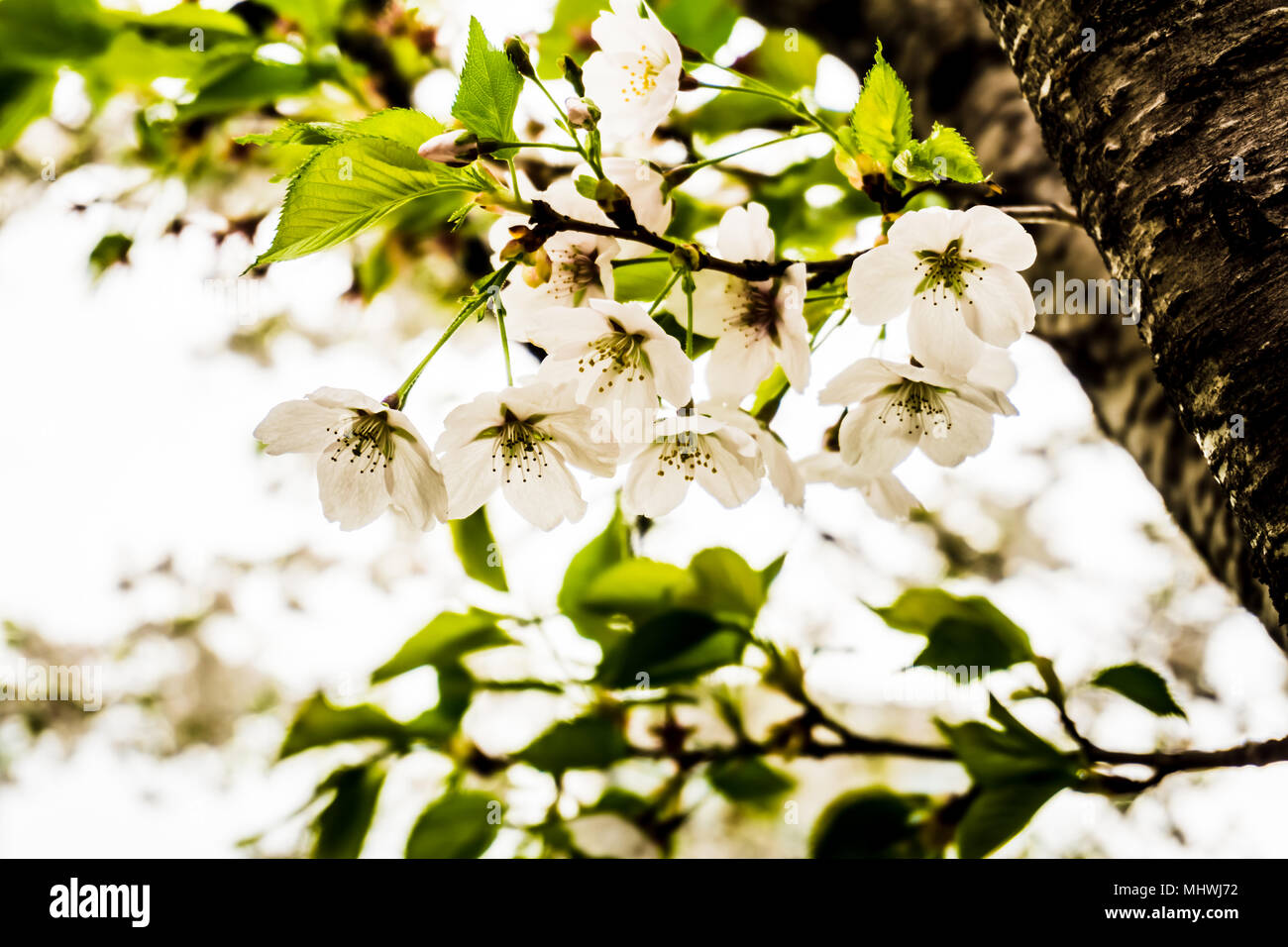 Lago Seokchonhosu Festival de la flor de la Cereza. Tiene lugar entre principios y mediados de abril, cuando los cerezos bellamente bordar la ciudad. Foto de stock