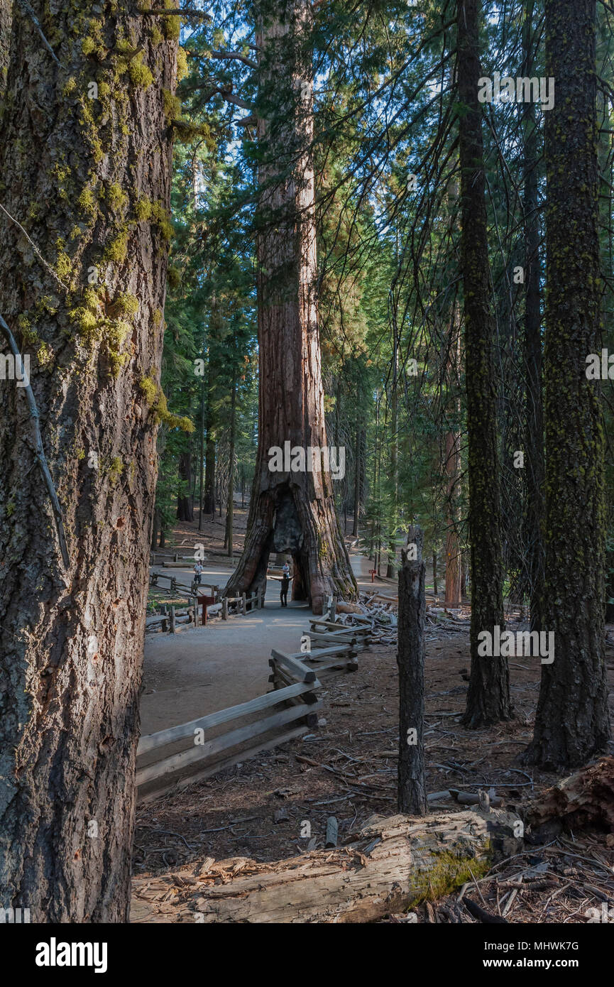 árbol del túnel de california fotografías e imágenes de alta resolución -  Alamy