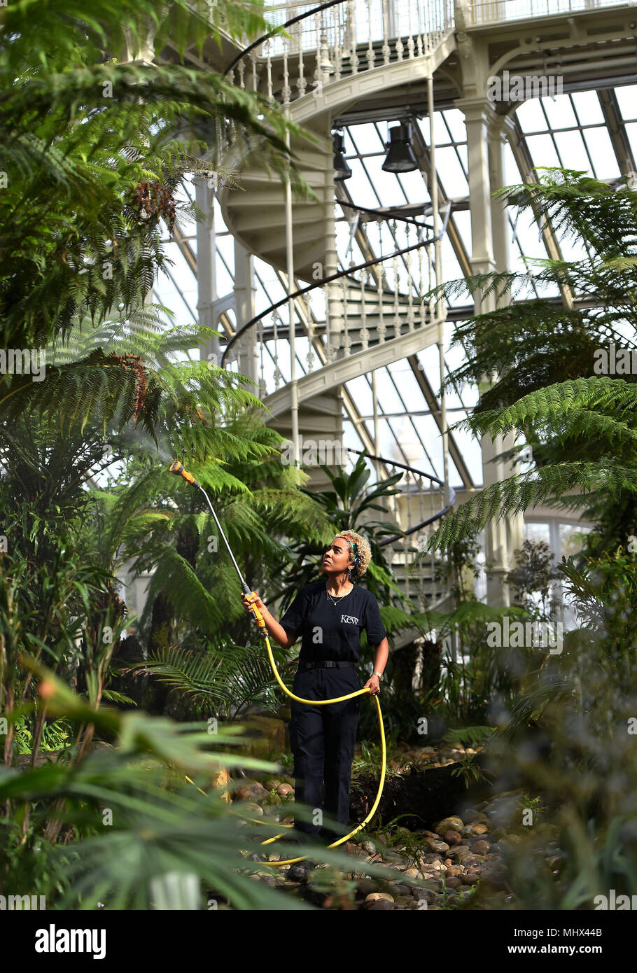 Horticultor Emma amor aguas follaje durante la reapertura de la casa templada en Kew Gardens de Kew. Foto de stock