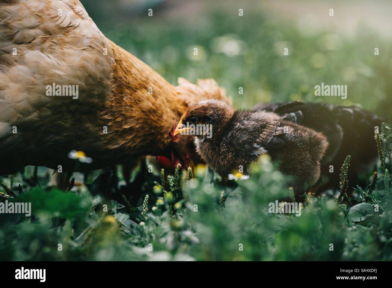 Bebé pollo en granja avícola. Foto de stock