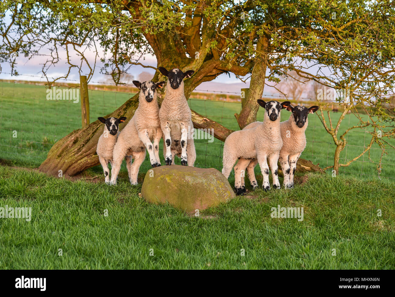 Al norte de Inglaterra Mula corderos que pastan en el Eden Valley, Cumbria. Foto de stock