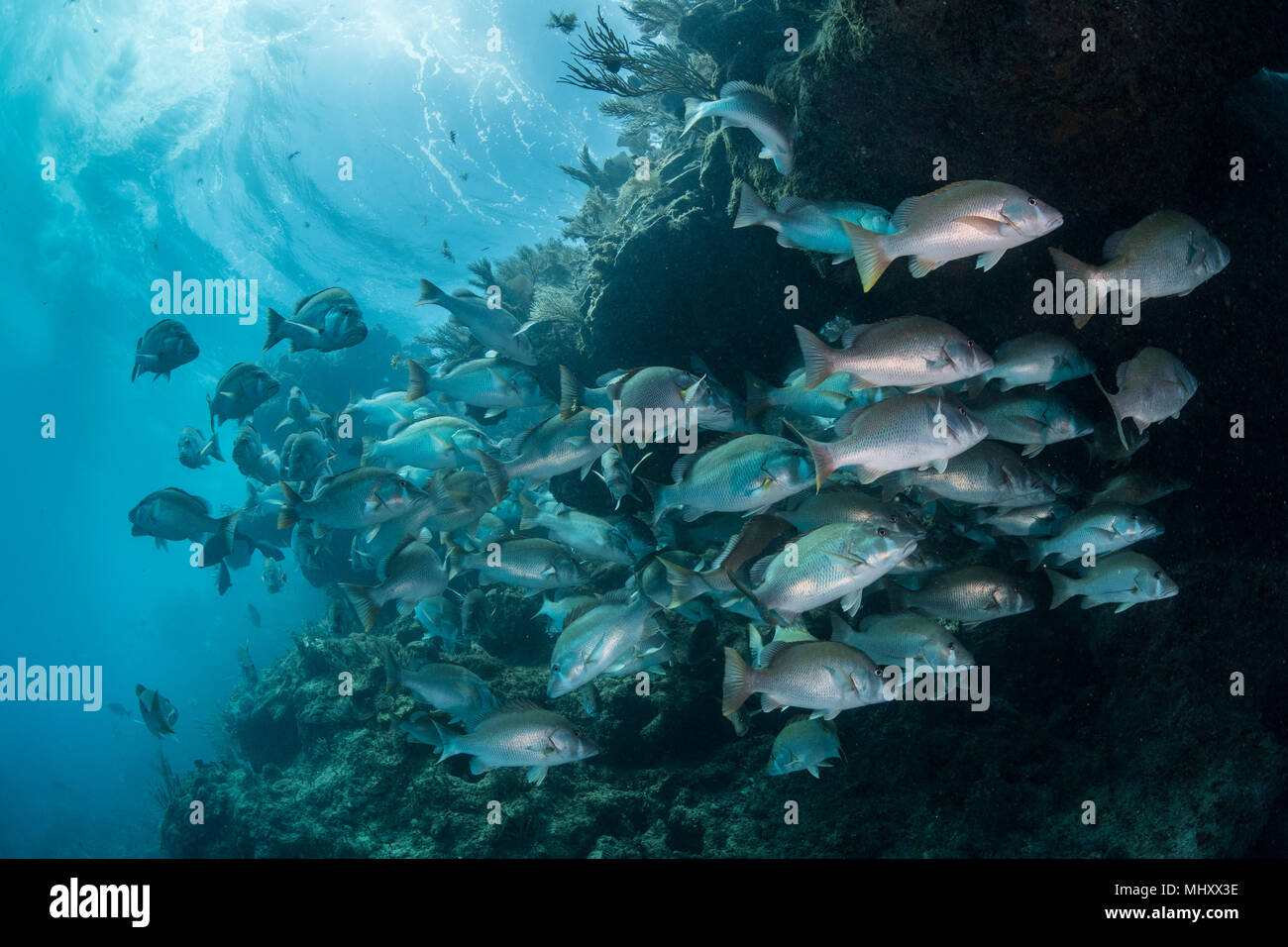 Filmación subacuática de red snapper shoal se reúnen para aparearse, Quintana Roo, México. Foto de stock