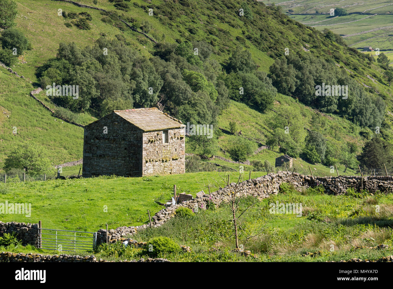 Granero de piedra cerca de Thwaite en Upper Swaledale en Yorkshire Dales National Park Muker Richmondshire North Yorkshire, Inglaterra Foto de stock