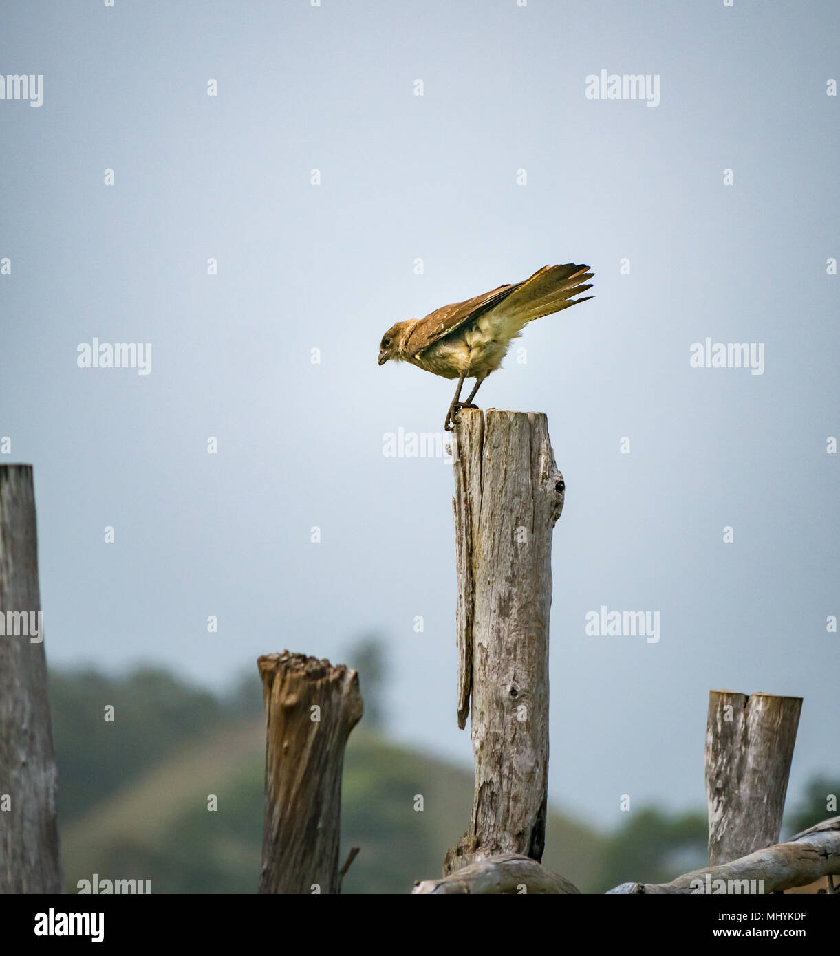 Chimango caracara, Milvago chimango, aves de presa sobre un poste de madera desgastada, Isla de Pascua, Chile, a punto de volar Foto de stock