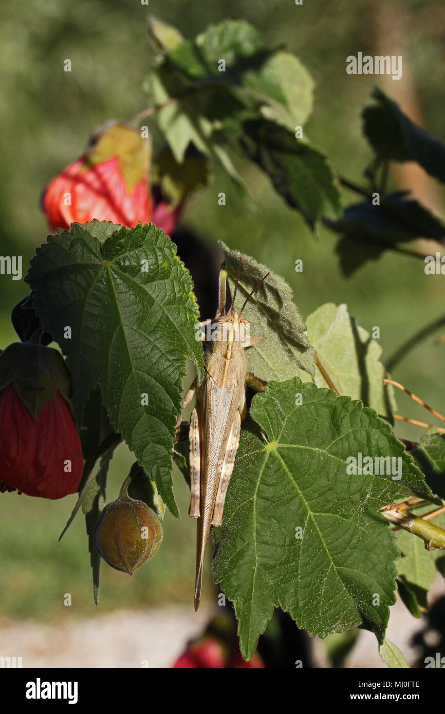 Adulto o egipcia en un saltamontes gigante abutilon planta también llamado malva extremadamente cerrar nombre latino aegyptium anacridium con rayas creemos ojo en Italia Foto de stock