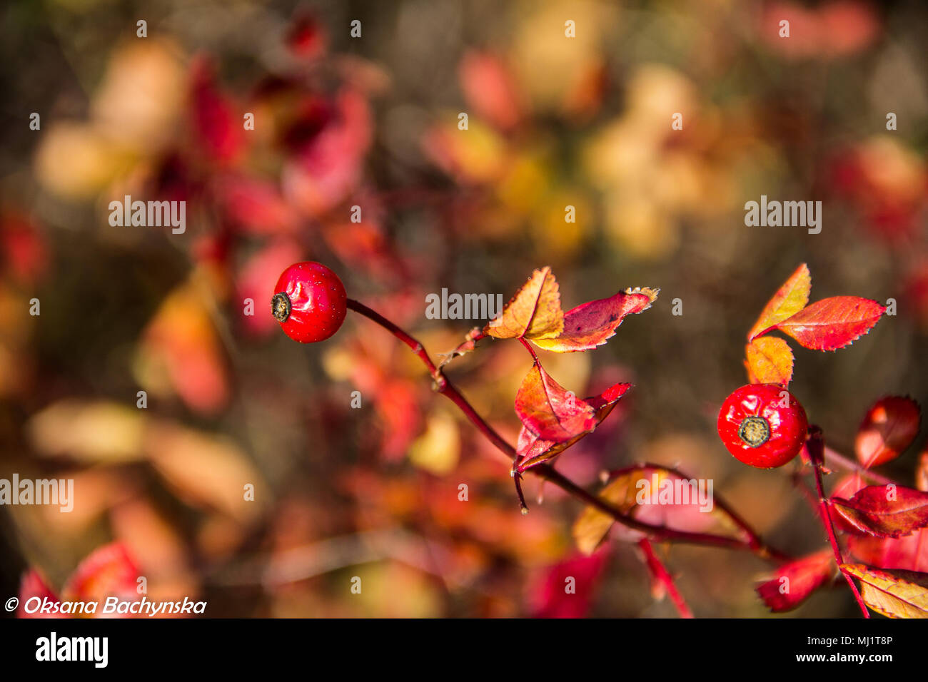 Rosa Mosqueta silvestre Beries, color rojo, Otoño Foto de stock