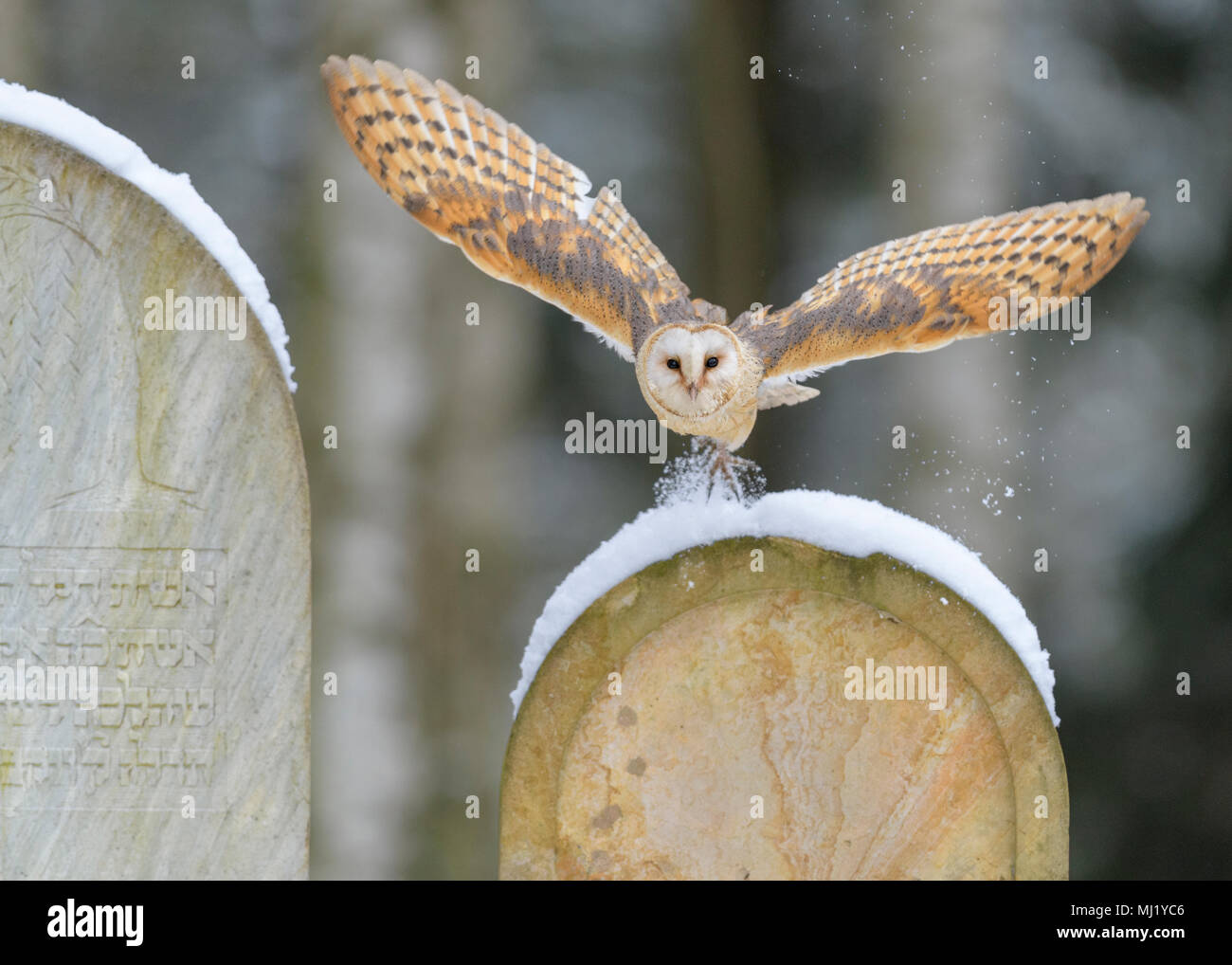 Lechuza de Campanario (Tyto alba), volando sobre las lápidas cubiertas de nieve en un cementerio, Moravia, República Checa Foto de stock