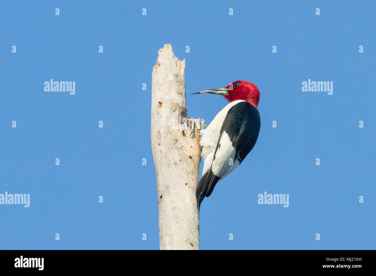 Un pájaro carpintero de cabeza roja sobre un pino muerto y con la lengua afuera. Foto de stock