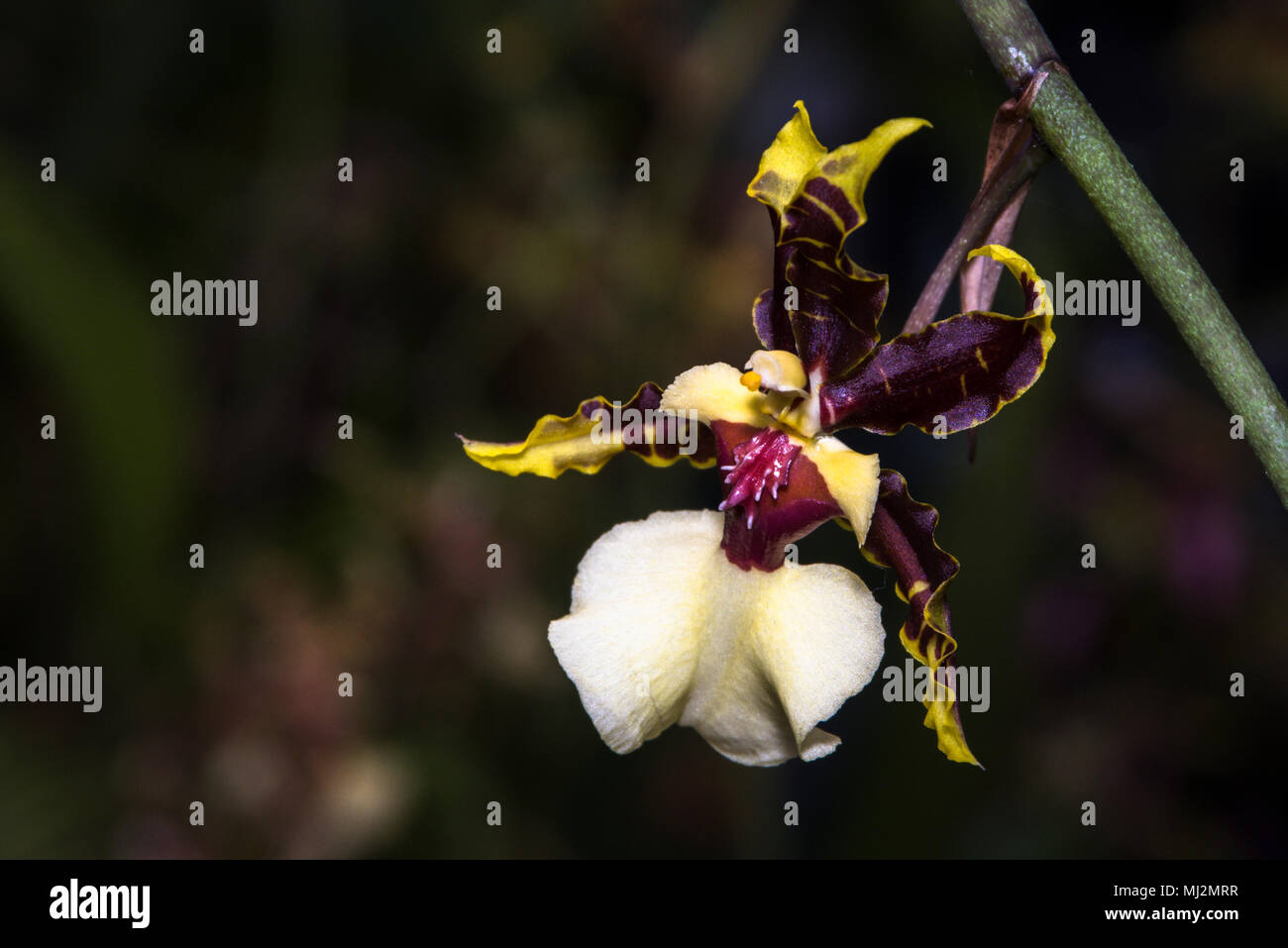 Dracula orchid fotografías e imágenes de alta resolución - Alamy