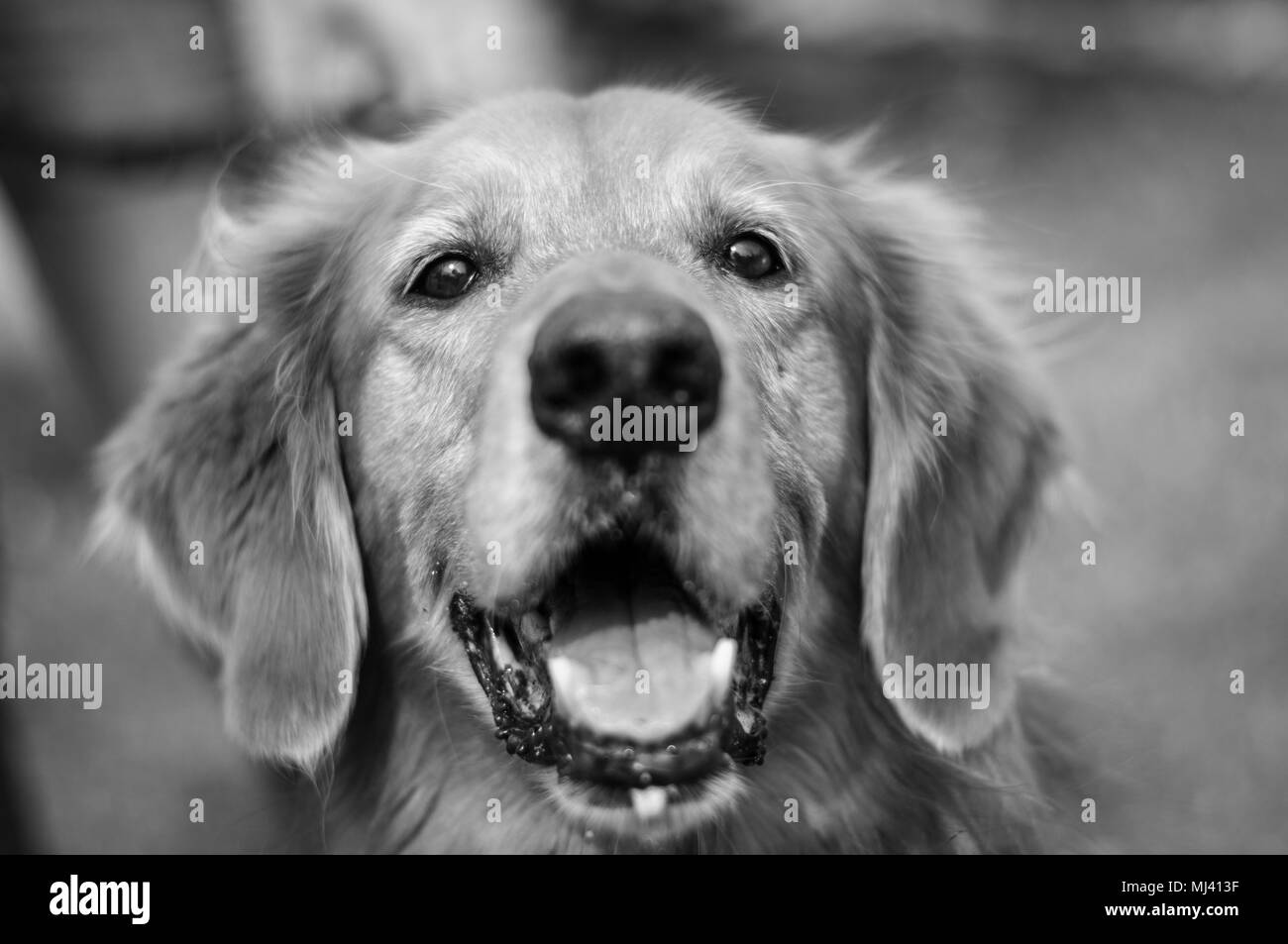 Golden Retriever Blanco Y Negro Fotos E Imagenes De Stock Alamy