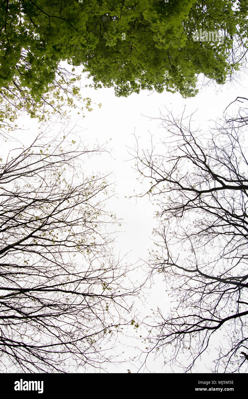 Ver a través de la copa de un oscuro bosque con árboles grandes Foto de stock